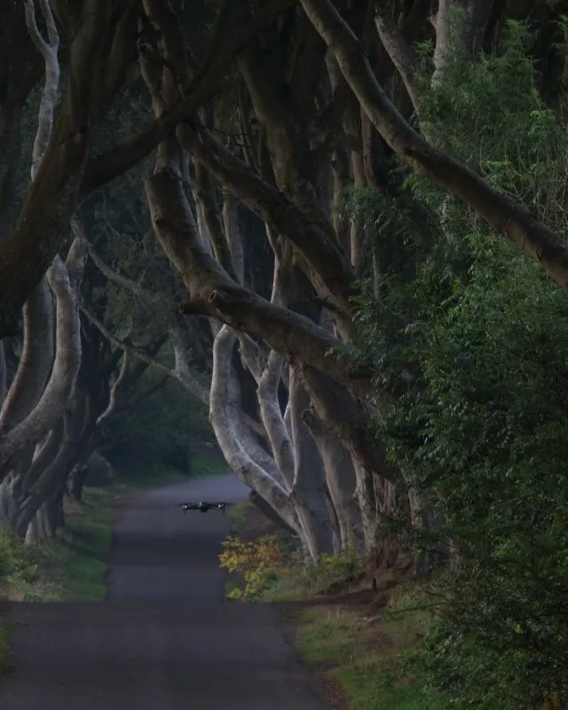 Dark Hedges